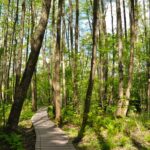 brown wooden pathway in the middle of green trees